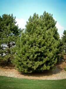 Сосна Чёрная (Pinus Nigra) купить по цене от 270.00р. в интернет-магазине «Посадика» с доставкой почтой в в Макушиное и по всей России – [изображение №1].