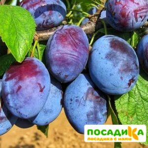 Слива Чачакская ранняя купить по цене от 229.00р. в интернет-магазине «Посадика» с доставкой почтой в в Макушиное и по всей России – [изображение №1].