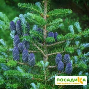 Пихта корейская (Abies koreana) купить по цене от 450.00р. в интернет-магазине «Посадика» с доставкой почтой в в Макушиное и по всей России – [изображение №1].