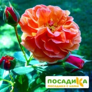 Роза Арабия купить по цене от 350.00р. в интернет-магазине «Посадика» с доставкой почтой в в Макушиное и по всей России – [изображение №1].