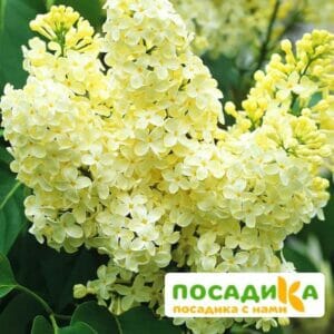 Сирень Примроуз (Primrose) купить по цене от 529.00р. в интернет-магазине «Посадика» с доставкой почтой в в Макушиное и по всей России – [изображение №1].