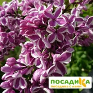 Сирень Сенсация купить по цене от 529.00р. в интернет-магазине «Посадика» с доставкой почтой в в Макушиное и по всей России – [изображение №1].