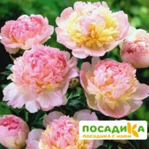 Пион Распберри Сандей (Paeonia Raspberry Sundae) купить по цене от 959р. в интернет-магазине «Посадика» с доставкой почтой в в Макушиное и по всей России – [изображение №1].