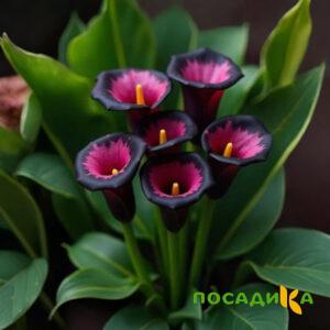 Калла Аура Лейс купить по цене от 400р. в интернет-магазине «Посадика» с доставкой почтой в в Макушиное и по всей России – [изображение №1].