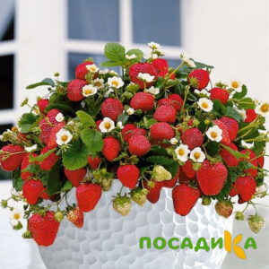 Клубника Рубиновый Шепот (горшечная) купить по цене от 240р. в интернет-магазине «Посадика» с доставкой почтой в в Макушиное и по всей России – [изображение №1].