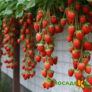 Клубника вьющаяся Комплимент купить по цене от 470р. в интернет-магазине «Посадика» с доставкой почтой в в Макушиное и по всей России – [изображение №1].