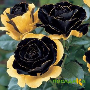 Роза Ханни Сикл купить по цене от 700р. в интернет-магазине «Посадика» с доставкой почтой в в Макушиное и по всей России – [изображение №1].