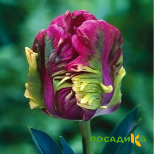 Тюльпан Экзотик Хэвен купить по цене от 186р. в интернет-магазине «Посадика» с доставкой почтой в в Макушиное и по всей России – [изображение №1].