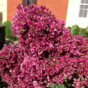 Флокс Филингс купить по цене от 329р. в интернет-магазине «Посадика» с доставкой почтой в в Макушиное и по всей России – [изображение №1].