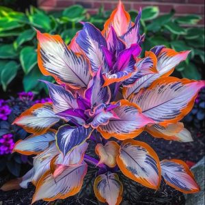 Хоста Эмеральд Тиара купить по цене от 602р. в интернет-магазине «Посадика» с доставкой почтой в в Макушиное и по всей России – [изображение №1].