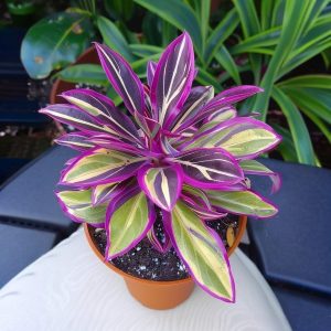 Хоста Сильвер Стик купить по цене от 650р. в интернет-магазине «Посадика» с доставкой почтой в в Макушиное и по всей России – [изображение №1].