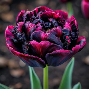 Тюльпан Фламинго купить по цене от 500р. в интернет-магазине «Посадика» с доставкой почтой в в Макушиное и по всей России – [изображение №1].