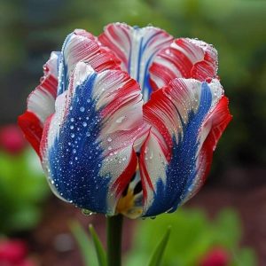 Тюльпан Ремс Сенсейшн купить по цене от 219р. в интернет-магазине «Посадика» с доставкой почтой в в Макушиное и по всей России – [изображение №1].