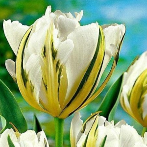 Тюльпан Экзотик Пуруссима купить по цене от 305р. в интернет-магазине «Посадика» с доставкой почтой в в Макушиное и по всей России – [изображение №1].