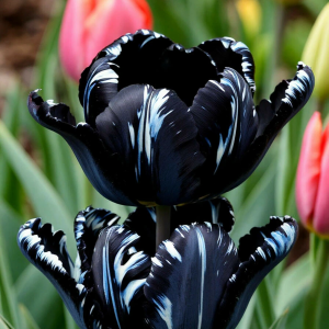 Тюльпан Шелк Нуар купить по цене от 219р. в интернет-магазине «Посадика» с доставкой почтой в в Макушиное и по всей России – [изображение №1].