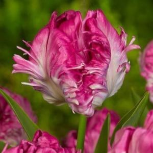 Тюльпан махровый Кул Кристал купить по цене от 400р. в интернет-магазине «Посадика» с доставкой почтой в в Макушиное и по всей России – [изображение №1].