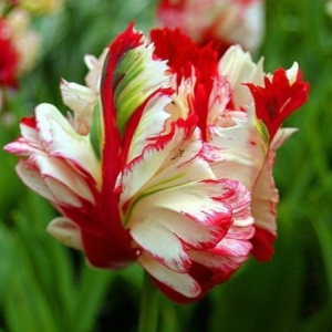 Тюльпан Эстелла Рижнвельд купить по цене от 500р. в интернет-магазине «Посадика» с доставкой почтой в в Макушиное и по всей России – [изображение №1].