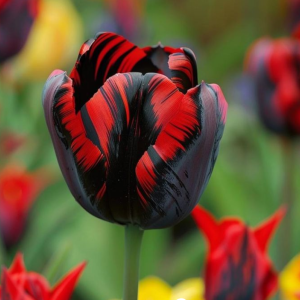 Тюльпан Блэк Перрот купить по цене от 351р. в интернет-магазине «Посадика» с доставкой почтой в в Макушиное и по всей России – [изображение №1].