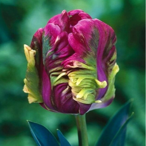 Тюльпан Экзотик Хэвен купить по цене от 186р. в интернет-магазине «Посадика» с доставкой почтой в в Макушиное и по всей России – [изображение №1].