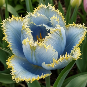 Тюльпан Махровый Амплуа купить по цене от 199р. в интернет-магазине «Посадика» с доставкой почтой в в Макушиное и по всей России – [изображение №1].