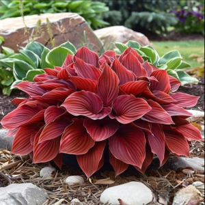 Хоста Малыш Шедевр купить по цене от 421р. в интернет-магазине «Посадика» с доставкой почтой в в Макушиное и по всей России – [изображение №1].